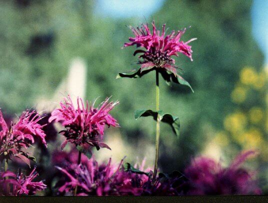 Bee Balm