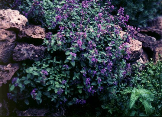 Catmint