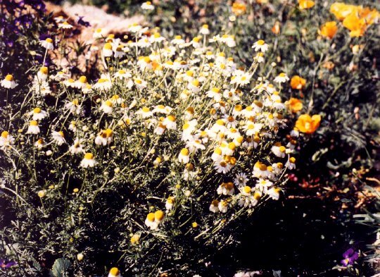 Chamomile