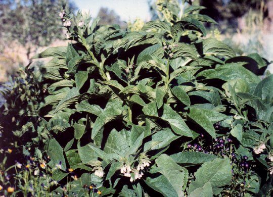 Comfrey