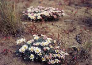Townsendia sp.