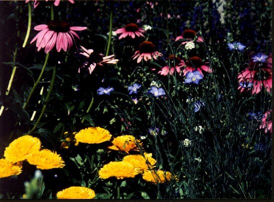 Echinacea, Calendula, and blue flax