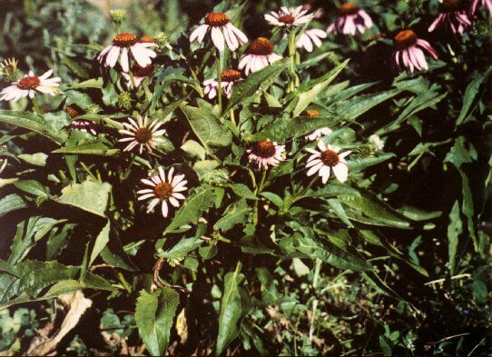 Echinacea