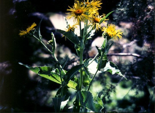 Elecampane