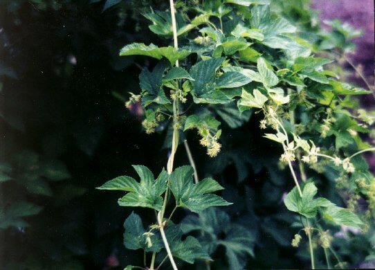 Hops