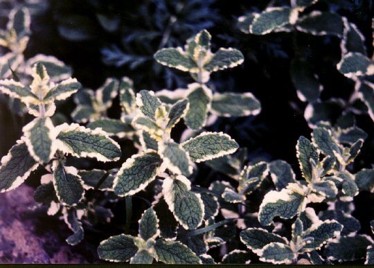 Variegated Pineapple Mint