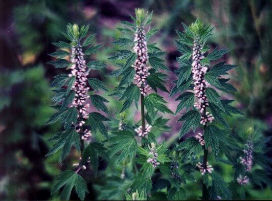 Motherwort