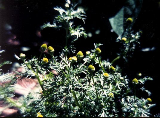 Pineapple weed