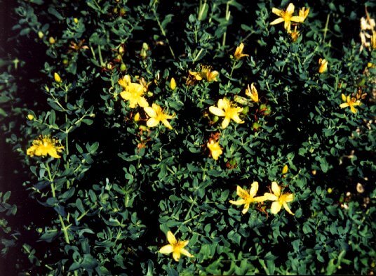 St. John's Wort