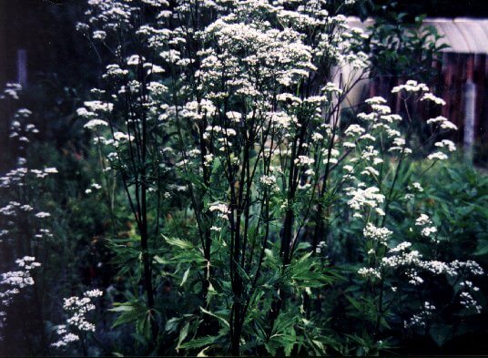 Valerian