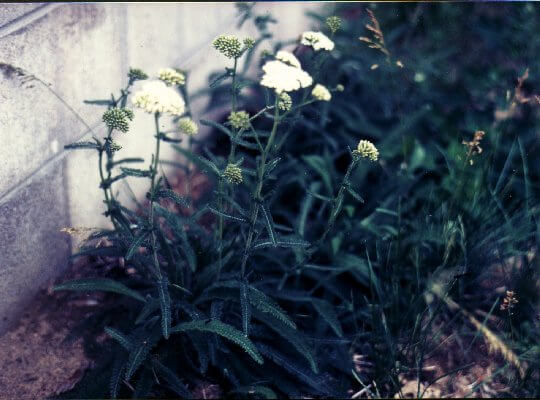 Yarrow