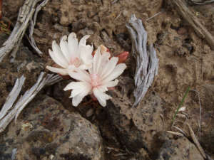 Bitter root
