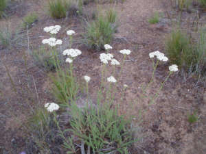 Yarrow