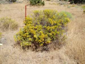 Green Rabbit-brush